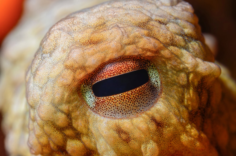 Close-up photo of octopus eyes
