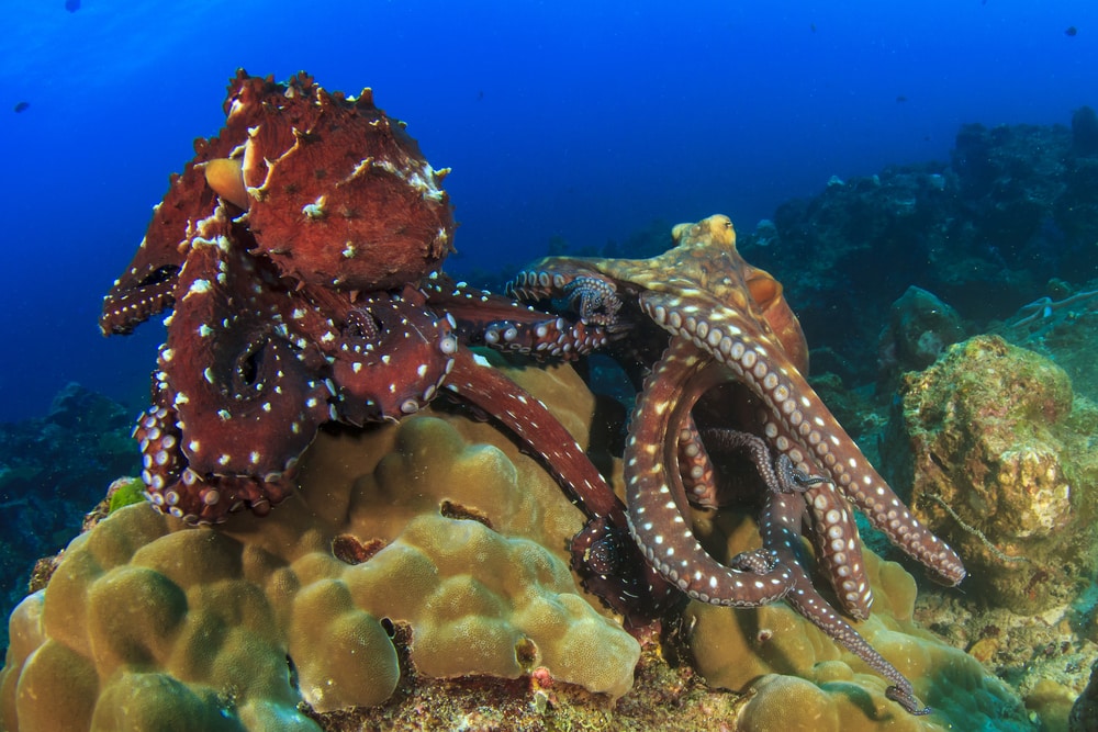 Octopus mating on top of a coral