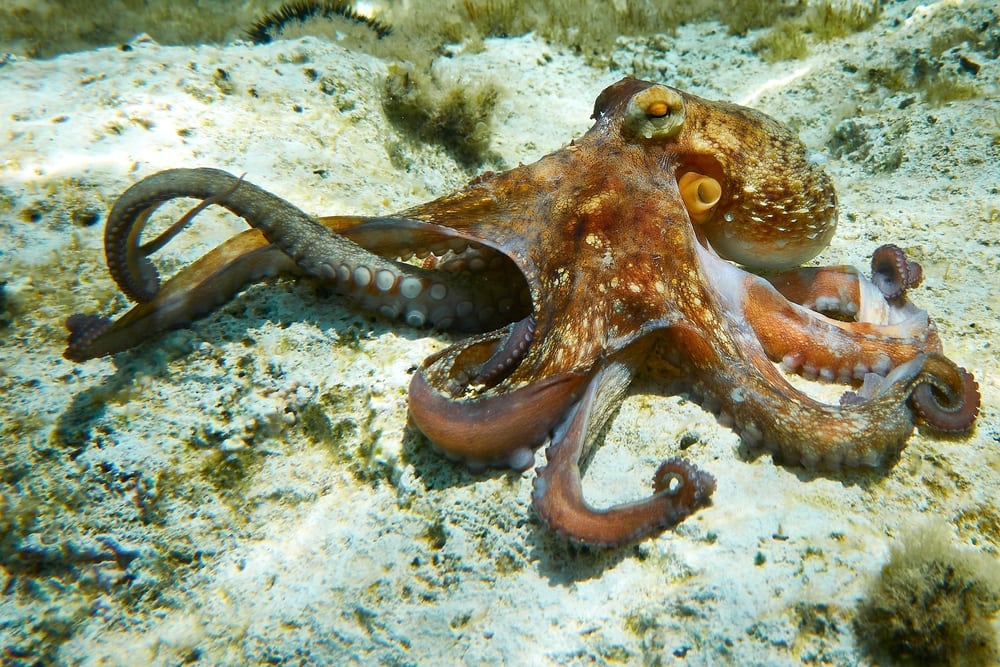 Octopus walking on dead corals