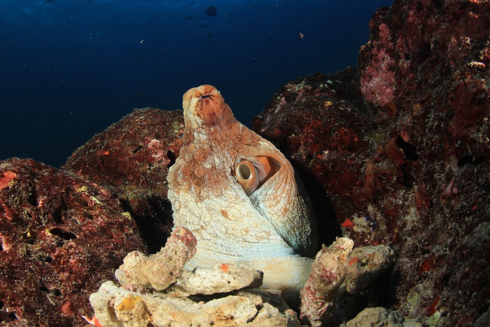 Dead octopus guarding an egg