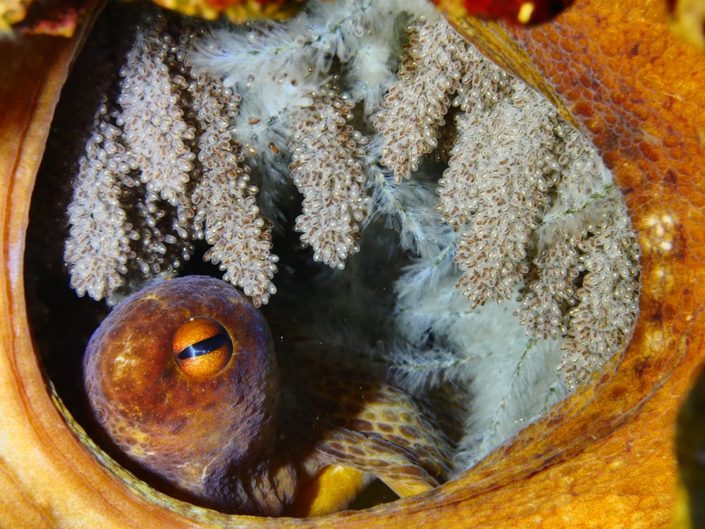 Inside the egg of an octopus