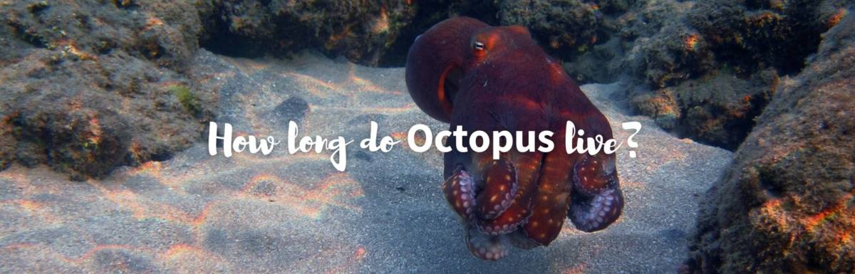 How long do octopus live featured image