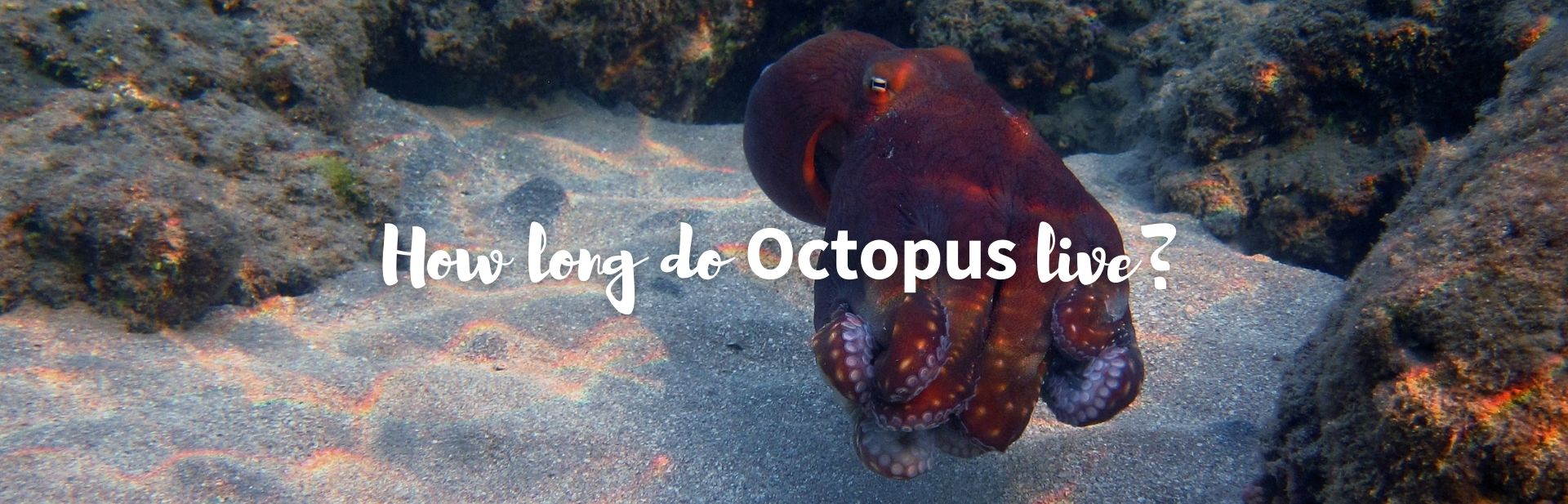How Long Do Octopus Live? A Look at The Mystery of The Intelligence, Reproduction, And Demise Of These Fascinating Creatures