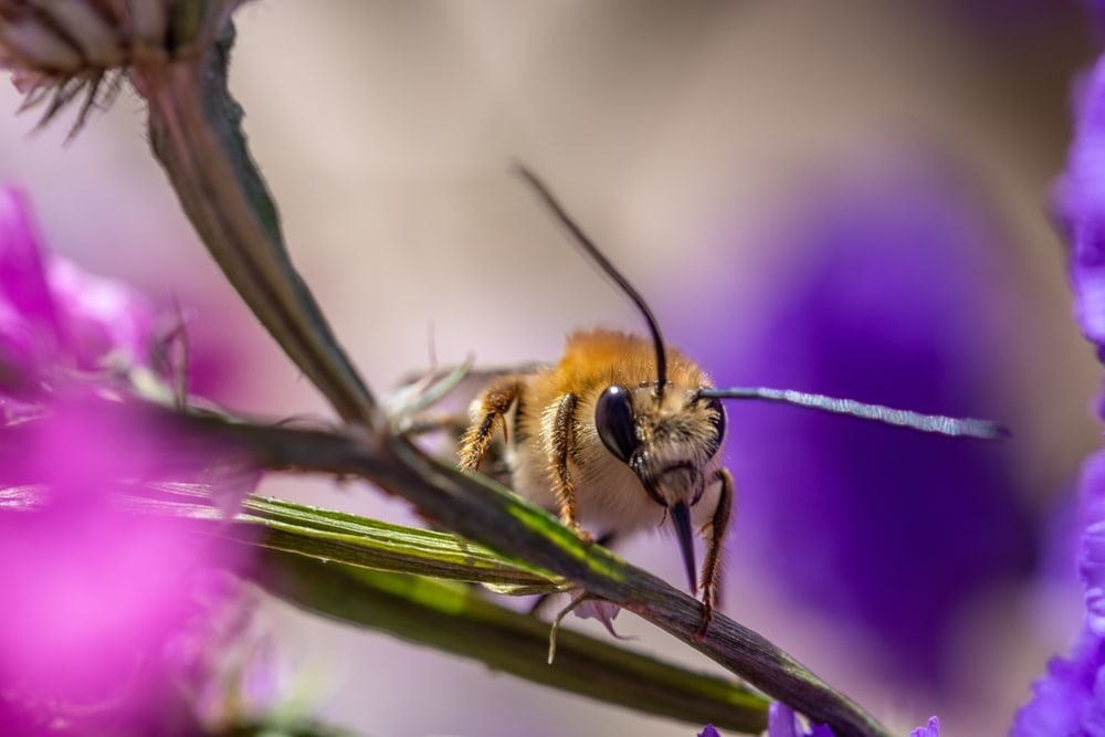 a longhorn bee in between flowers