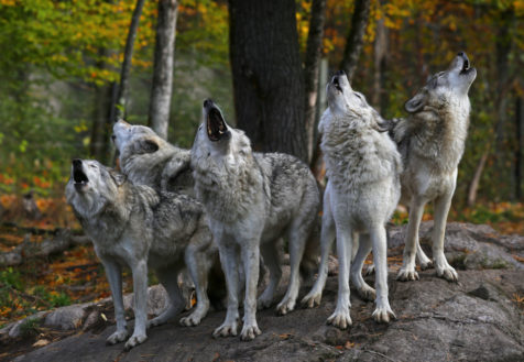 Idaho's Gray Wolves: A Closer Look at Their Ecosystem Impact