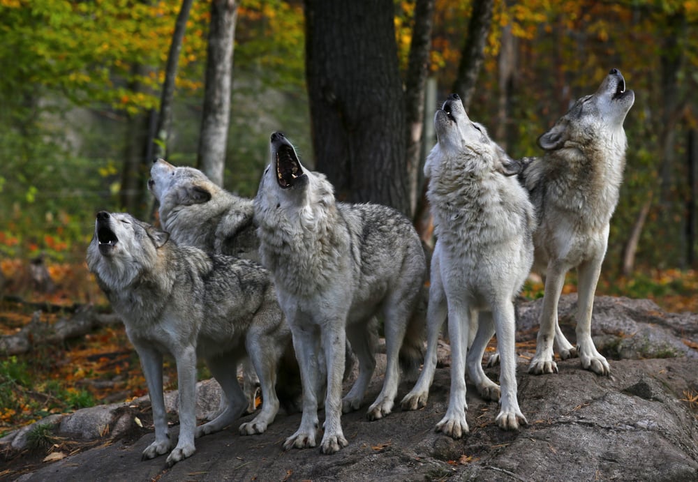 pack of gray wolves howling in the wilderness