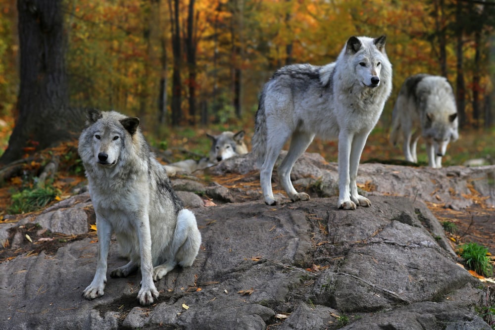 pack of eastern timber wolves in the wilderness