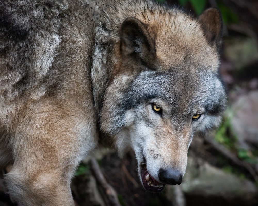 Large grey wolf displaying agressive dominant behavior.