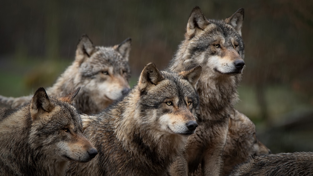 a pack of gray wolves in the wild