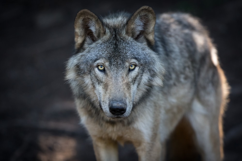 close up portrait of a gray wolf