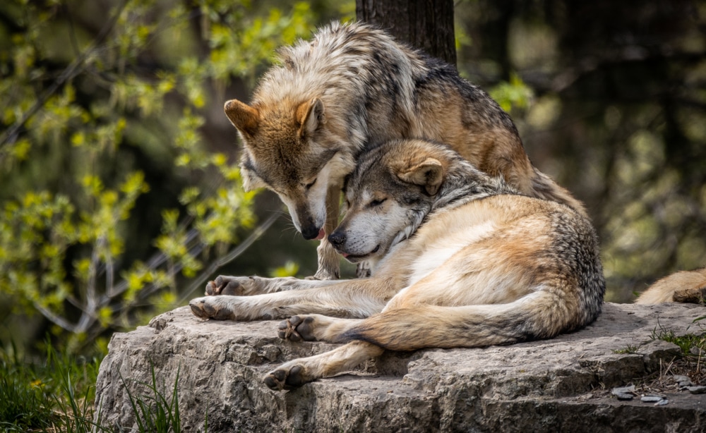 a pair of gray wolves cuddling in the forest