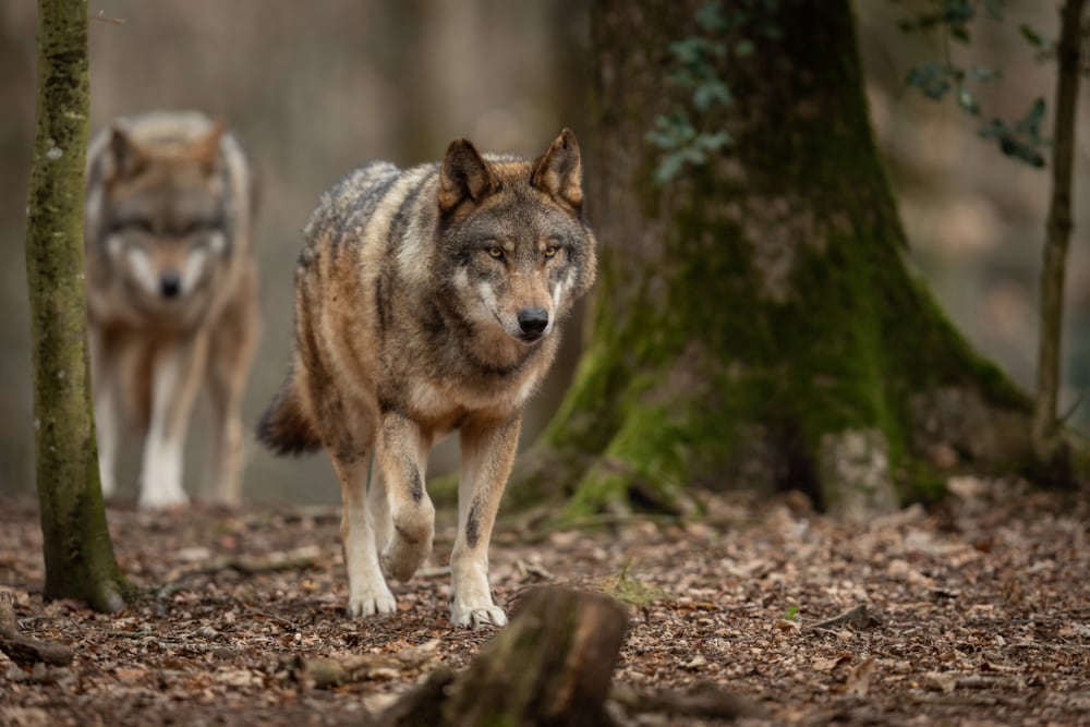 pair of gray wolves in a forest during spring