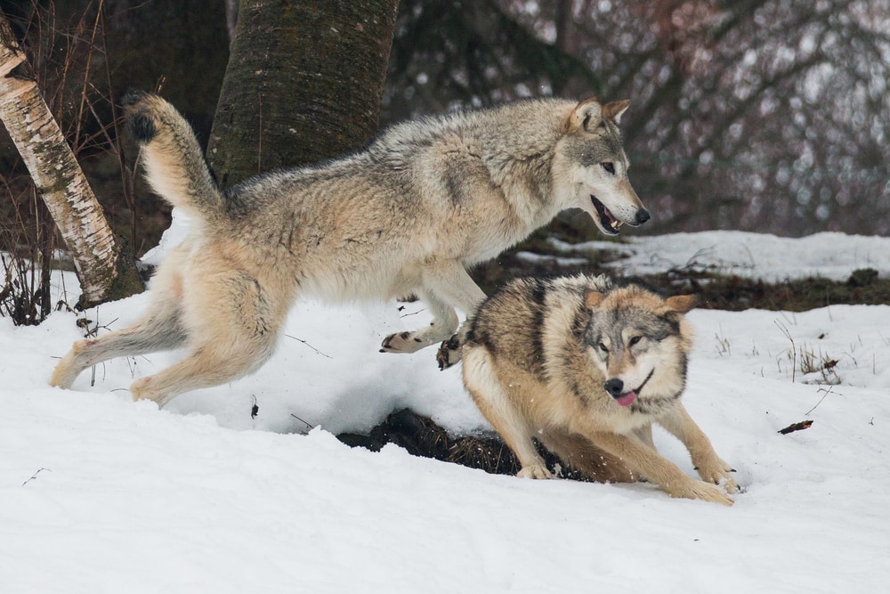 two gray wolves playing in the snow