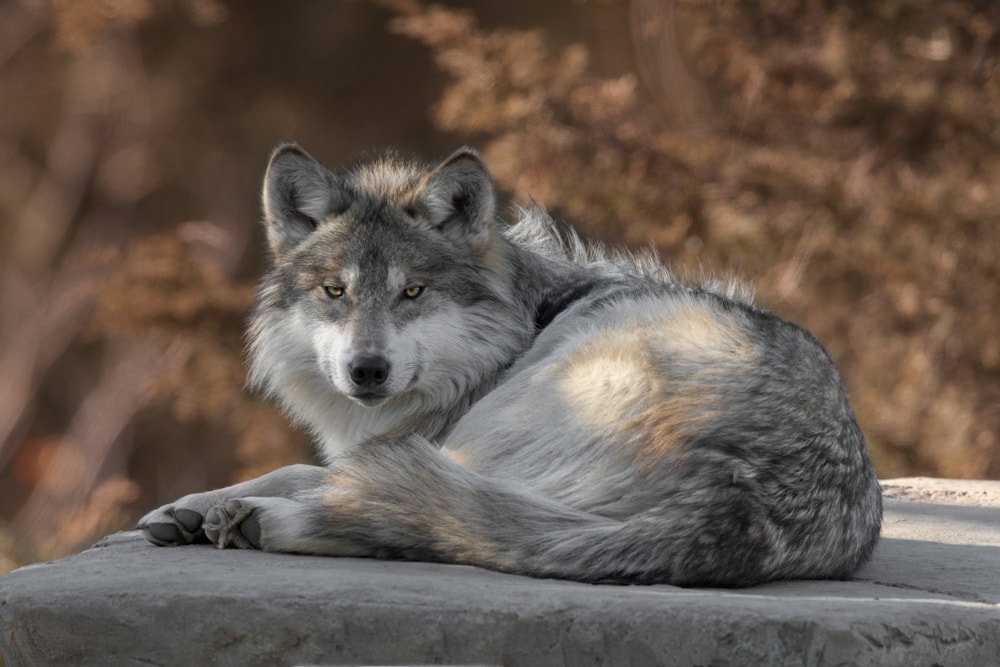 image of a Mexican gray wolf in the wild