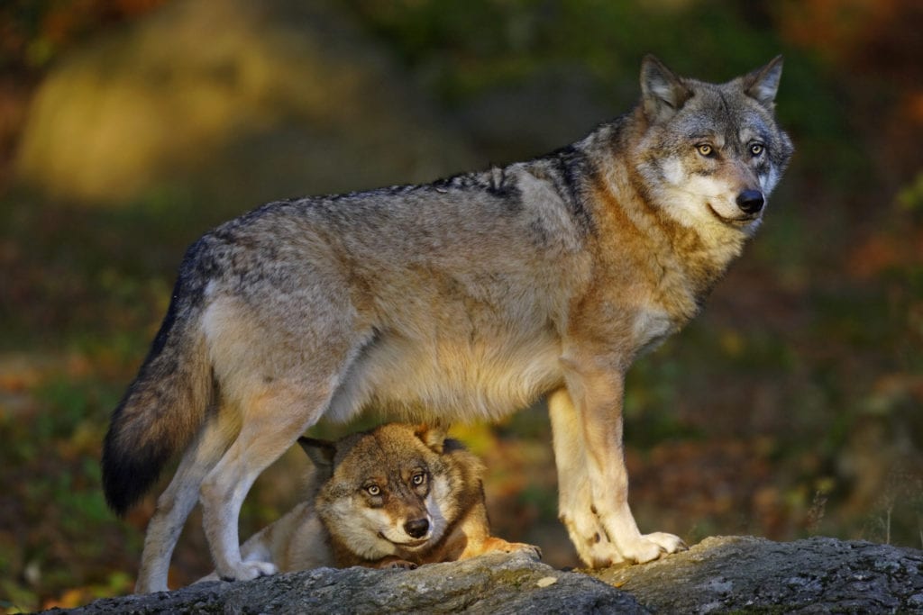 a pair of gray wolves in the wilderness