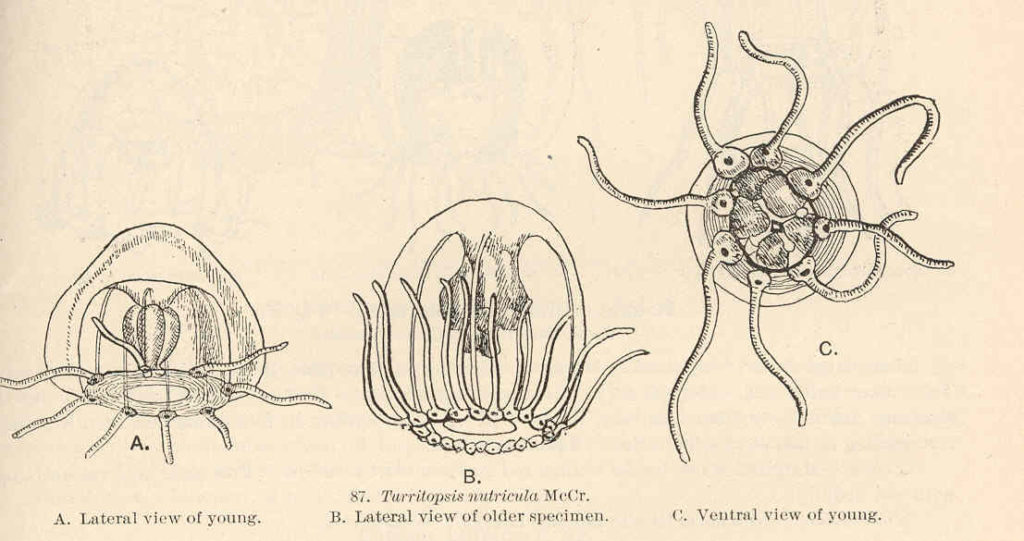 view of the immortal jellyfish or Turritopsis dohrnii, or also previously known as Turritopsis nutricula