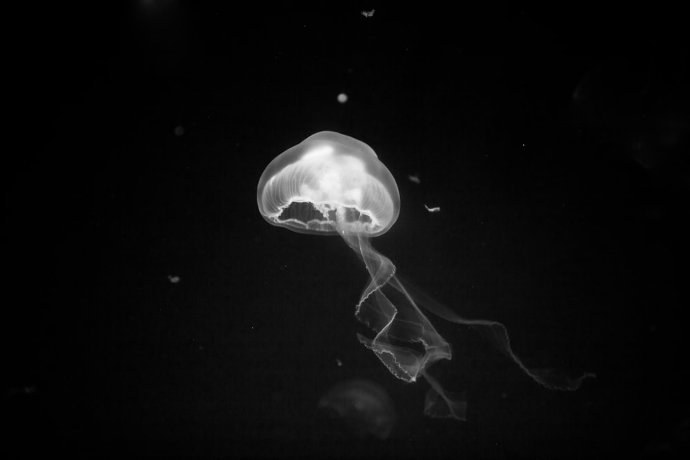 a transparent jellyfish on a black background