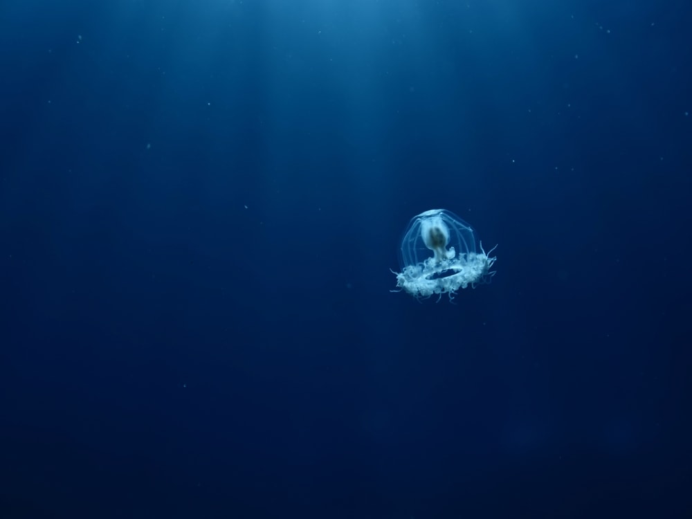 image of an immortal jellyfish swimming underwater