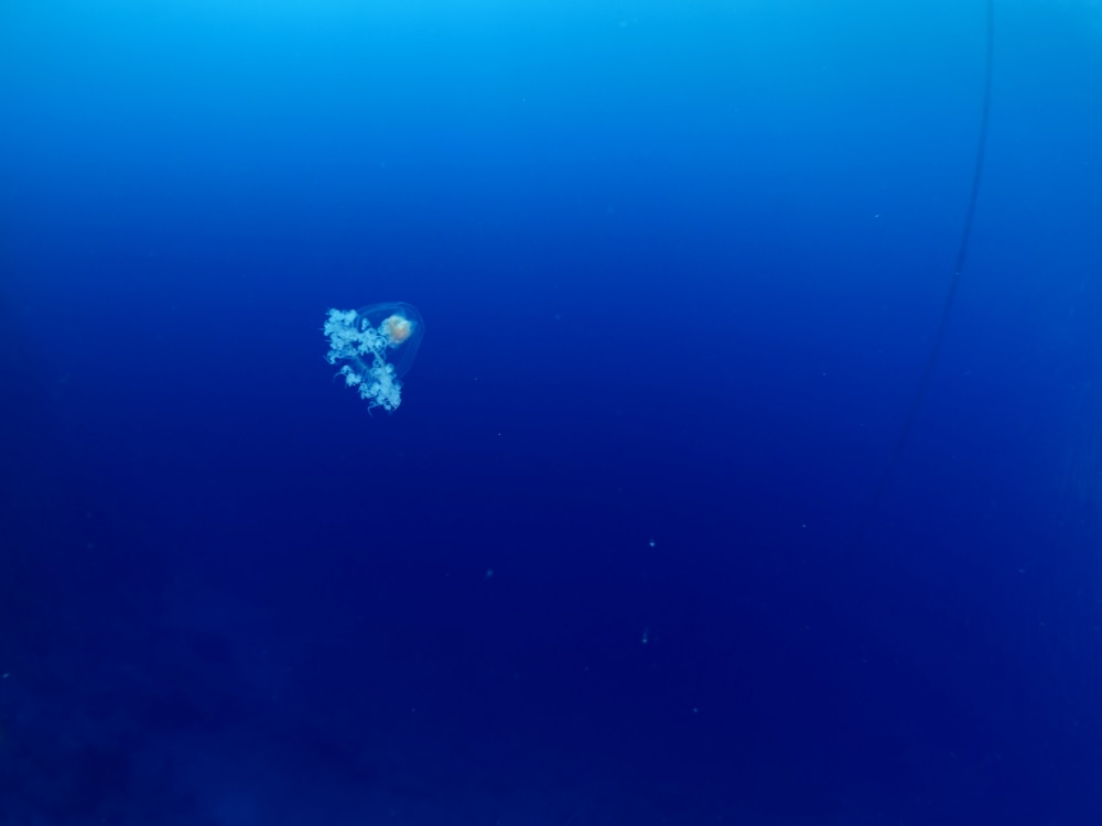 immortal jellyfish swimming underwater