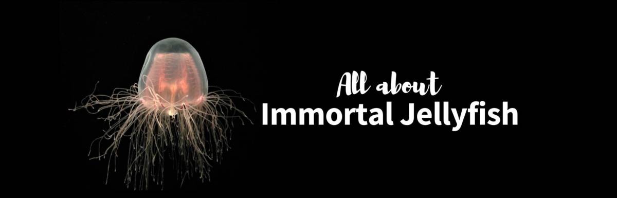 immortal jellyfish featured image