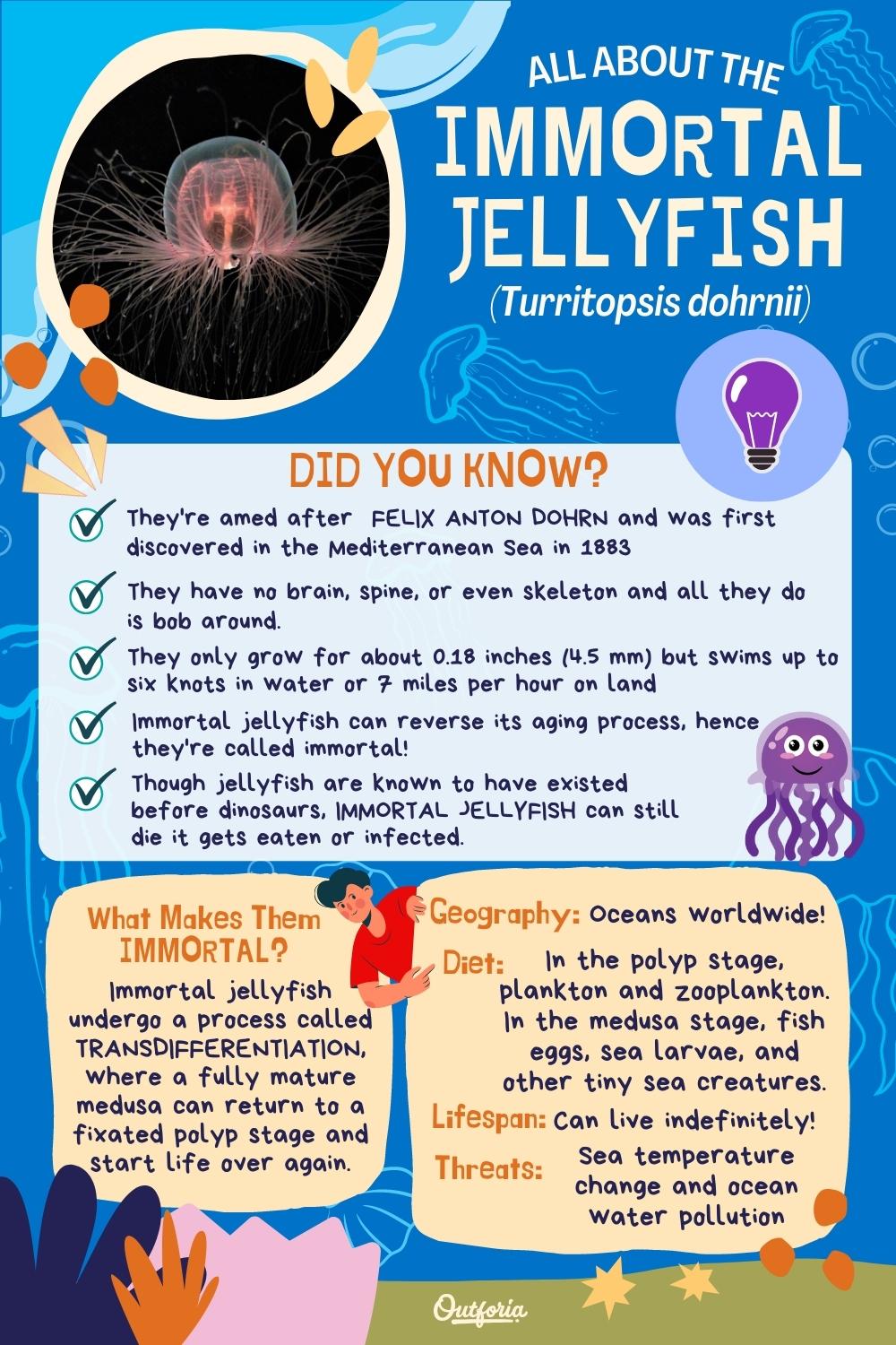 immortal jellyfish chart with facts and classification