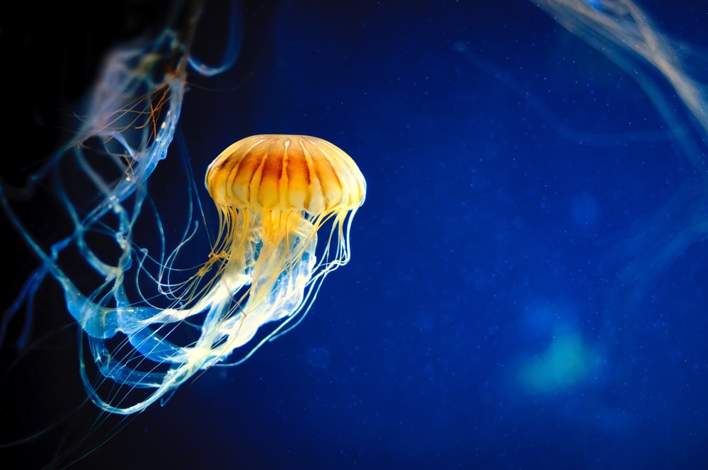 image of a Pacific sea nettle jellyfish