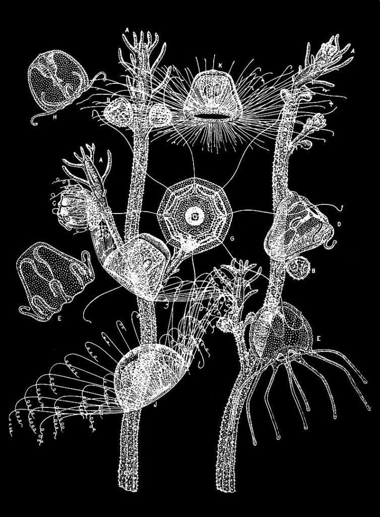 image of turritopsis life cycle