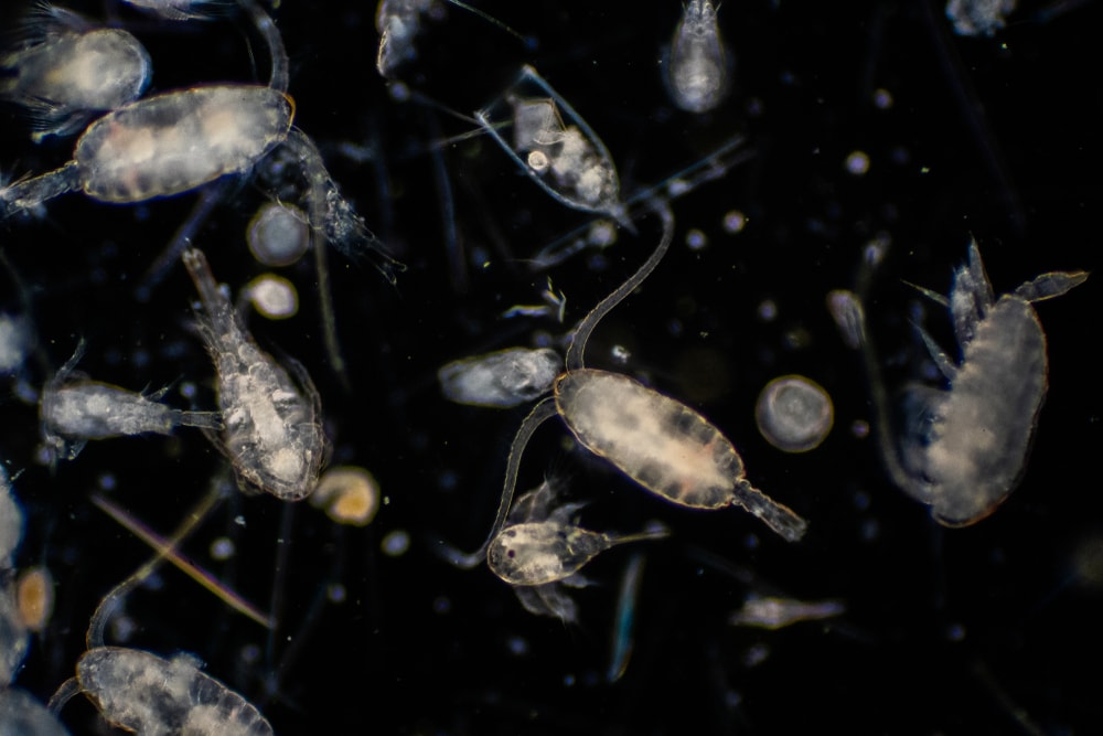 zooplankton isolated on black background