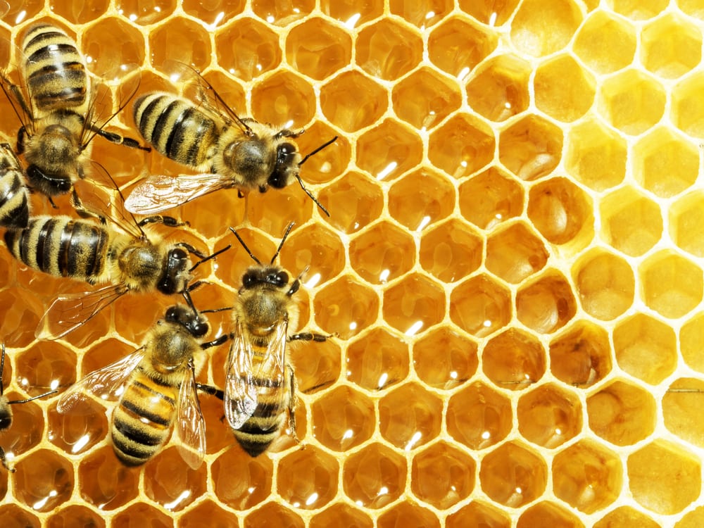 worker honey bees working on a honey cells