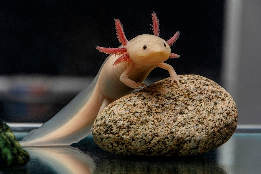 image of an axolotl in an aquarium