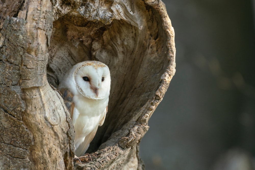 image of a barn owl on a tree hole