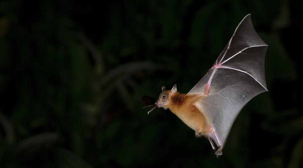 a fruit bat flying at night
