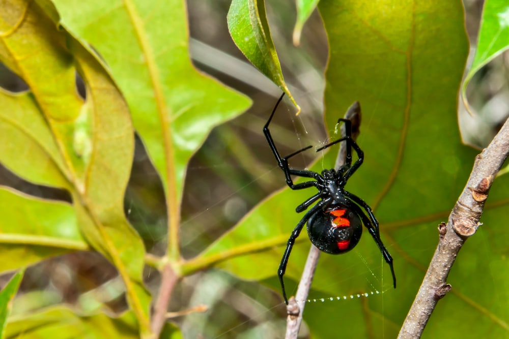 image of a black widow spider under a leaf