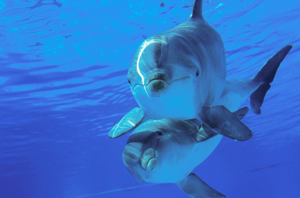two bottlenose dolphins underwater
