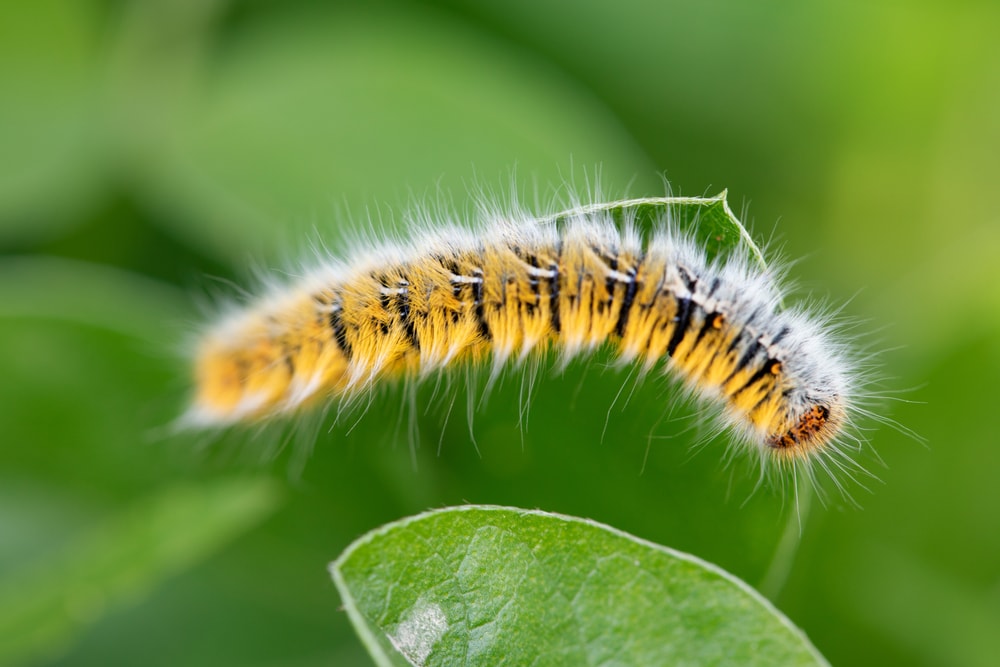 close up image of an oak egg caterpillar 