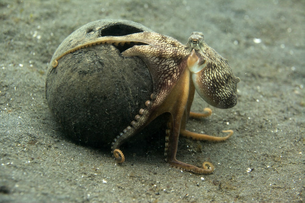 octopus walking on a sea bottom with a big coconut shell