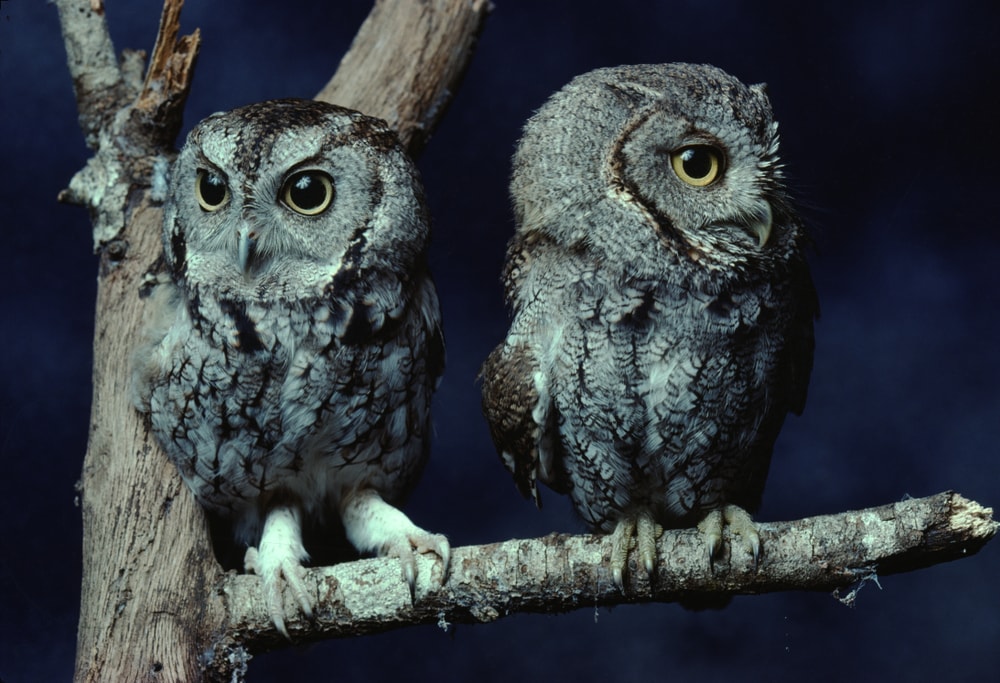 two eastern screech owlets at a tree branch at night