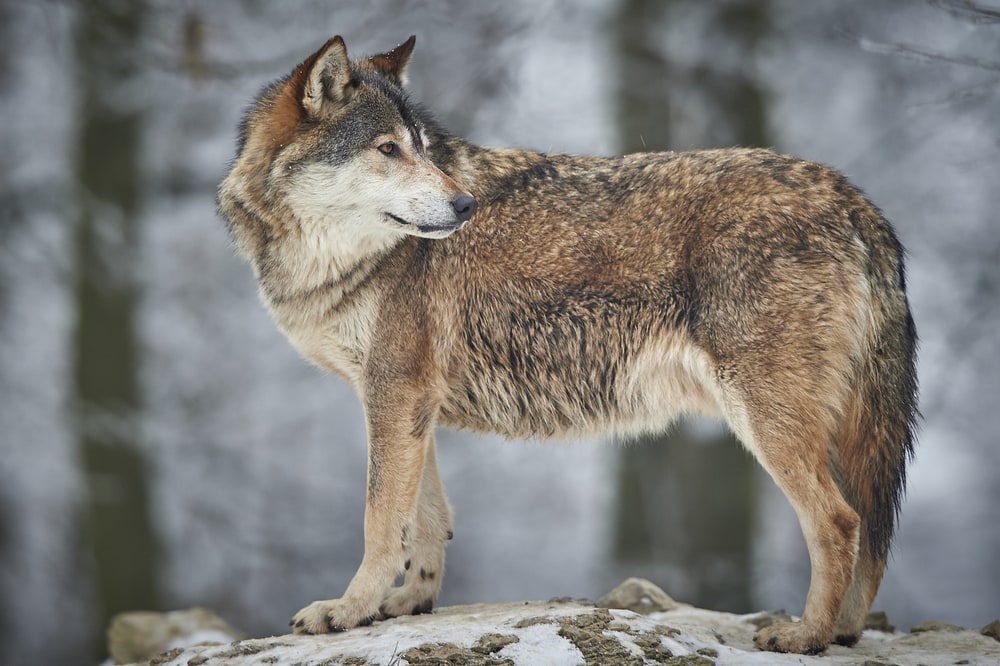 image of an Eastern wolf or eastern timber wolf during winter