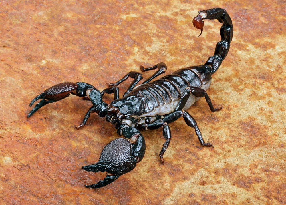 an emperor scorpion on a rusty floor