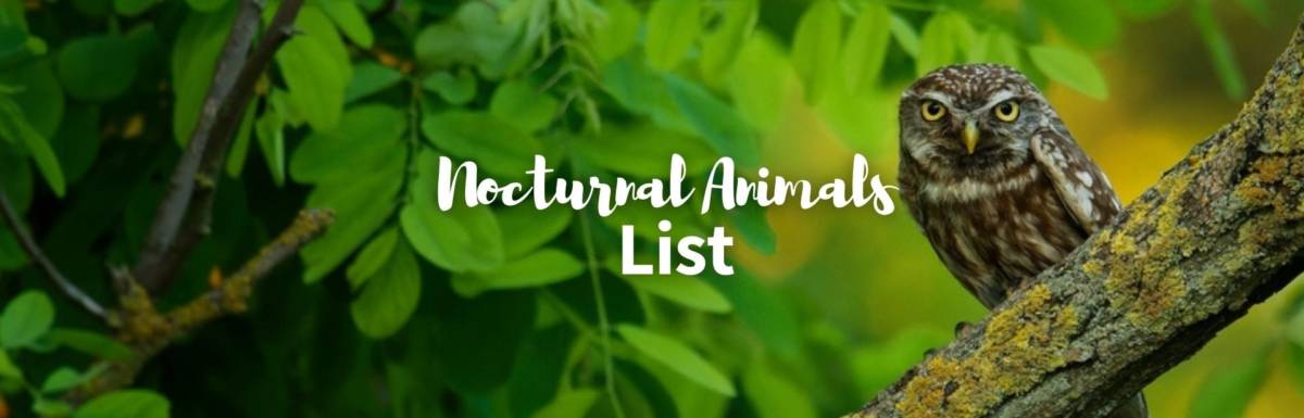 nocturnal animals list featured photo