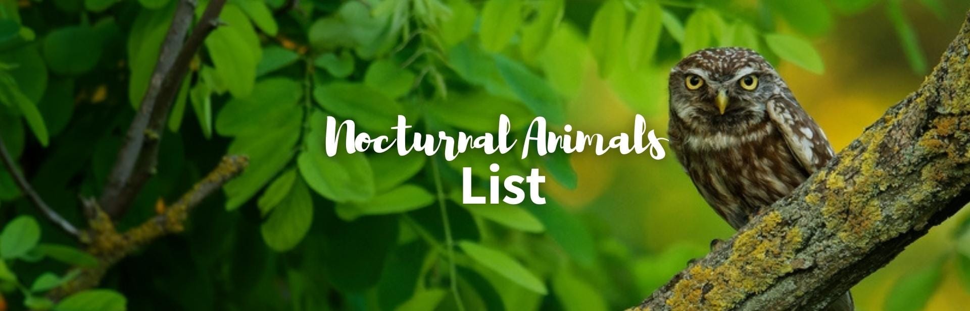 Nocturnal Animals List: What Stays Awake At Night? - Outforia
