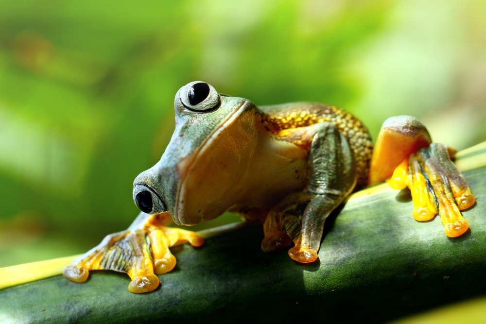 a green frog on a leaf branch