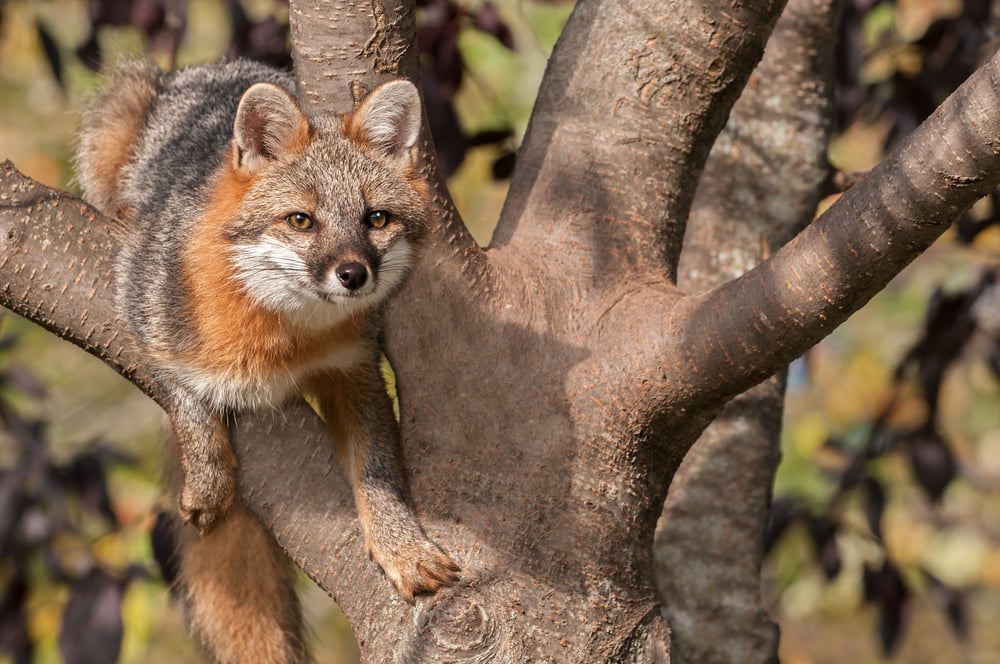 image of a gray fox on a tree branch