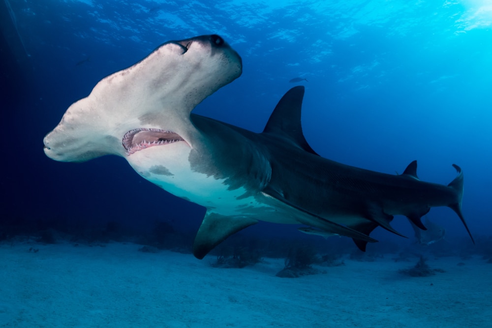 underwater image of a great hammerhead shark