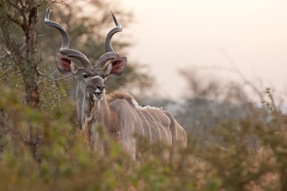 image of a greater kudu in a savannah