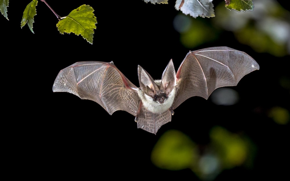 grey long eared bat flying and hunting for food