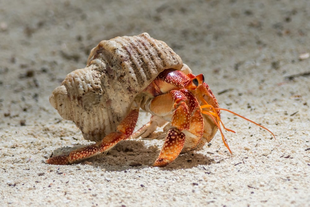 image of hermit crab walking on a sand