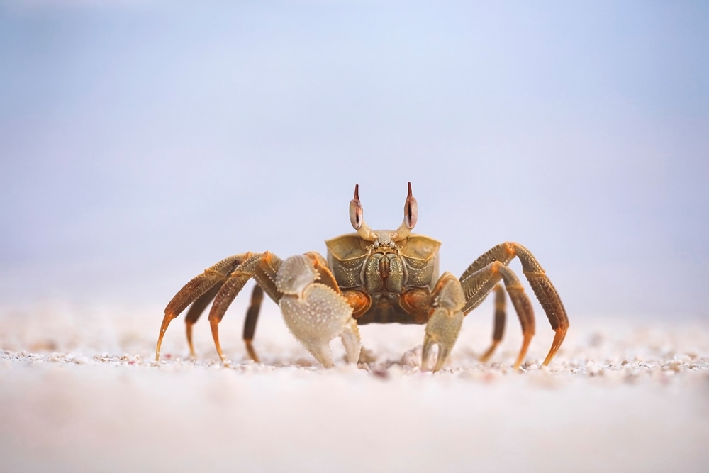 a horned ghost crab on a sand