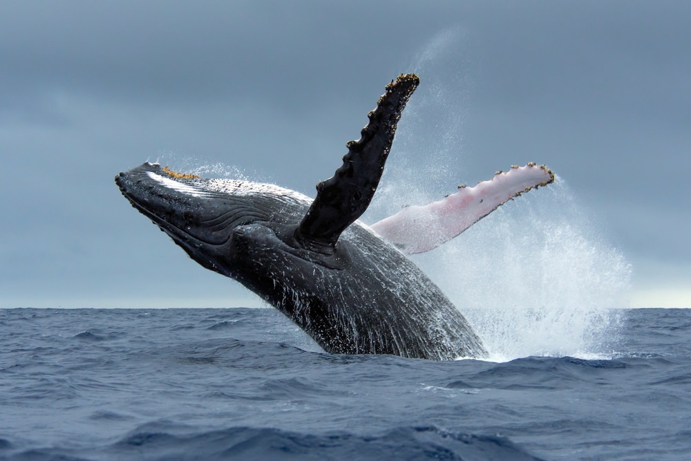 a humpback whale jumping out of water