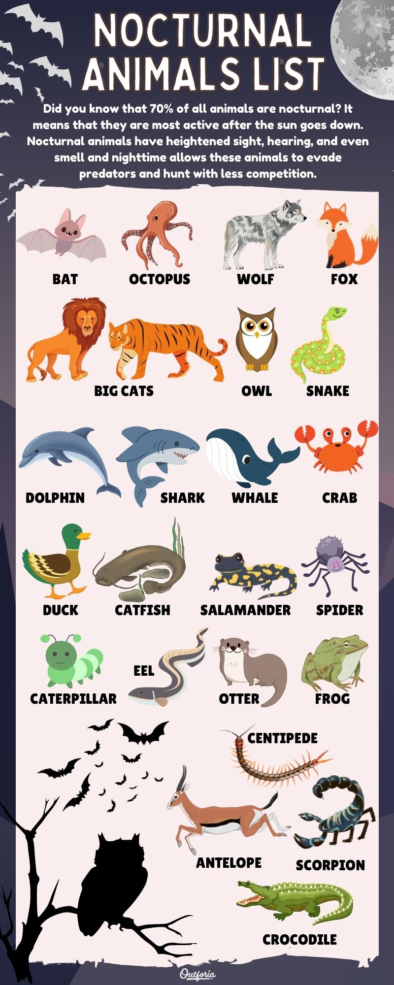 chart of images, names, and illustrations of nocturnal animals list